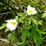 Anemone nemorosa ᱥᱟᱠᱟᱢ