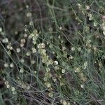 Rumex induratus ফল