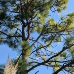 Pinus palustris Листок