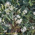 Astragalus depressus Costuma