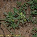 Lobularia libyca Frukto