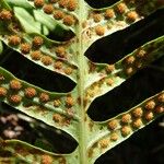 Polypodium interjectum മറ്റ്