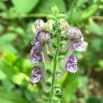 Scutellaria columnae Blomma