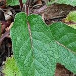 Verbascum chaixii Leaf