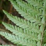 Polystichum ammifolium Frunză