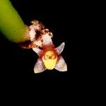 Ceratostylis subulata Квітка