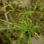 Cyperus iria Annet