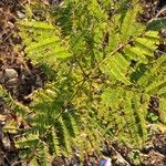 Albizia niopoides Leaf