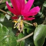 Passiflora manicata Fleur