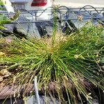 Isolepis cernua Blad