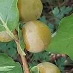 Diospyros lotus Fruit