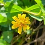 Sphagneticola trilobata Flower