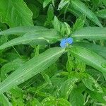 Commelina latifolia Blad