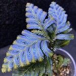 Selaginella willdenowii Лист