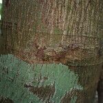 Lepidobotrys staudtii Bark