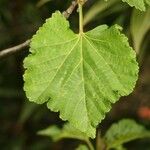 Dombeya acutangula Folio