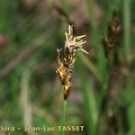 Carex praecox Flower