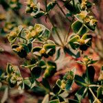 Euphorbia portlandica Flower