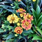 Helenium autumnaleКветка