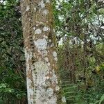 Cecropia schreberiana Corteza
