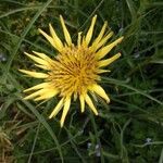 Tragopogon dubius Blüte