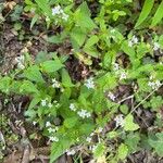 Houstonia purpurea Flower