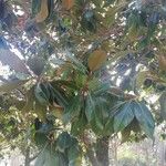 Magnolia grandiflora Hostoa