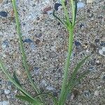 Ranunculus arvensis Blatt