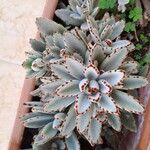 Kalanchoe tomentosa Frunză