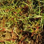 Gomphrena vermicularis Habit