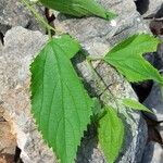 Celtis australisCasca