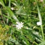 Stellaria graminea Kukka