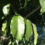 Ehretia philippinensis Leaf