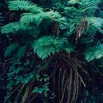Culcita macrocarpa 葉