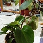 Peperomia obtusifolia Hábito