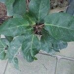 Ficus lutea Листок
