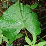 Piper umbellatum Leaf