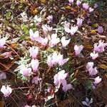 Cyclamen hederifoliumBlomma