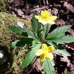 Anemone ranunculoidesFleur