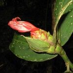 Costus laevis Drugo