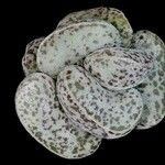 Adromischus cooperi Folha