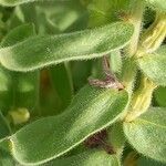 Alkanna graeca Hoja