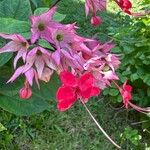 Clerodendrum umbellatum Flower