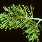 Pinus albicaulis Hostoa