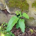 Verbascum nigrum Folha