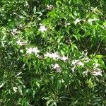 Bignonia callistegioides आदत