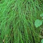 Equisetum pratense برگ