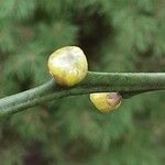 Citrus trifoliata Λουλούδι
