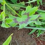 Pelargonium multibracteatum Leaf