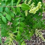 Rhus coriaria Лист